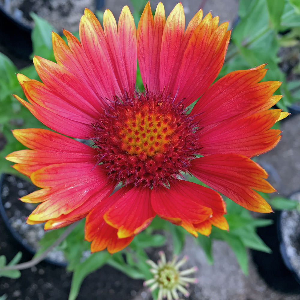 Gaillardia Tokajer - Gaillardia aristata