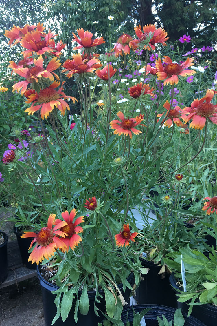 Gaillardia Seeds 10 Gaillardias Perennial Flower Seeds