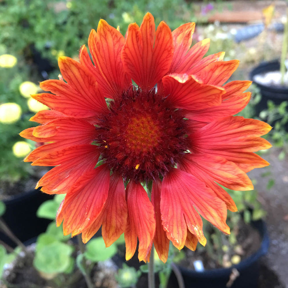 Gaillardia Seeds 11 Gaillardias Perennial Flower Seeds