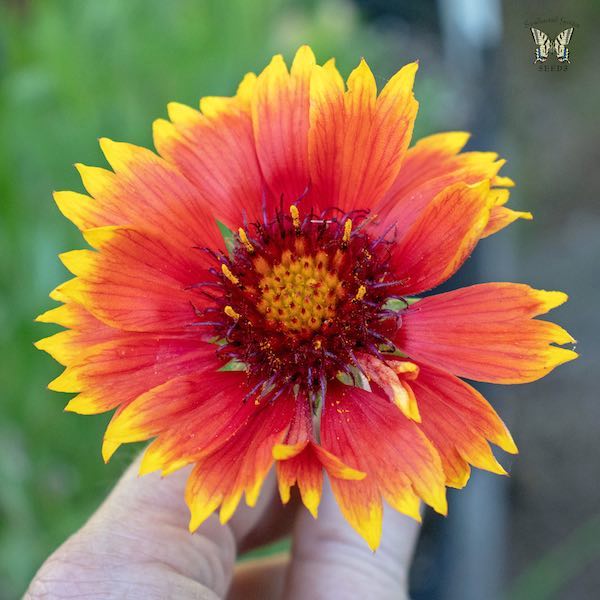 Gaillardia Tokajer flower in hand- Gaillardia aristata