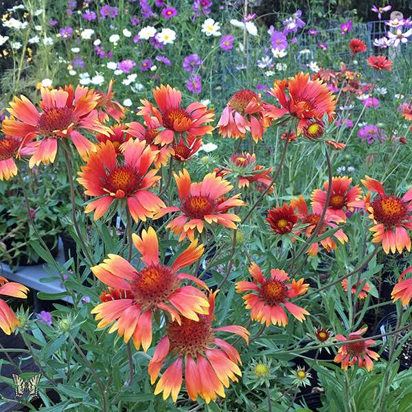 Tokajer Gaillardia flowers