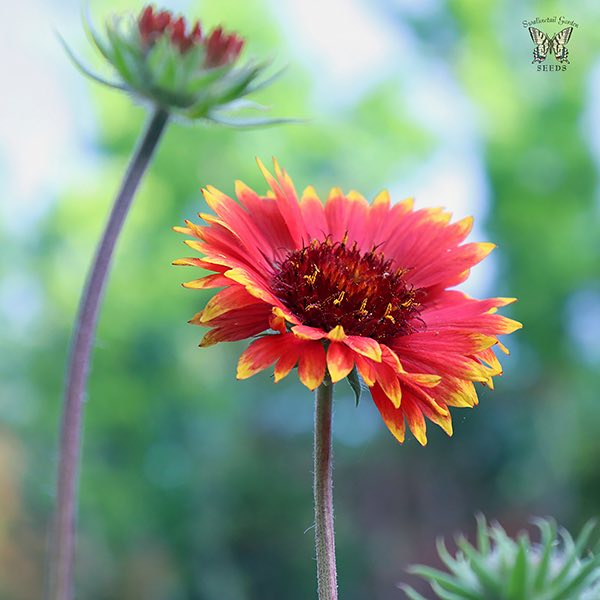 Gaillardia Tokajer long stems