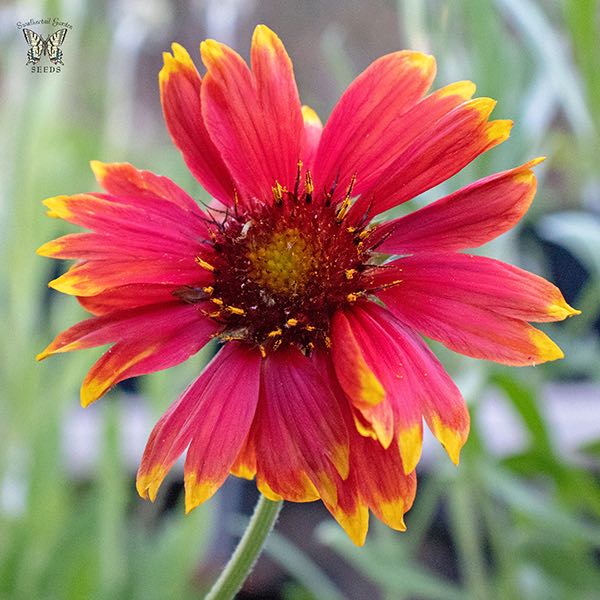 Gaillardia Tokajer - Gaillardia aristata