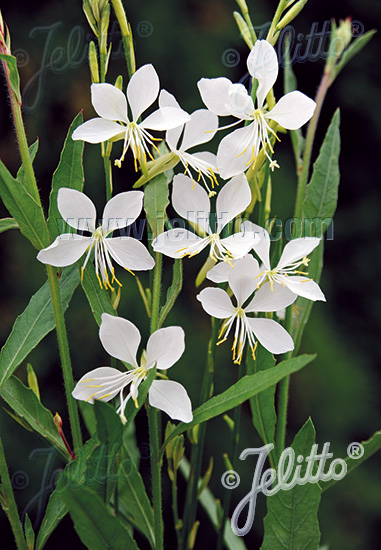 Cool Breeze gaura Gaura Cool Breeze