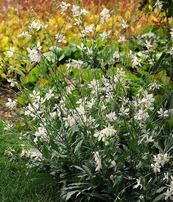 Gaura Sparkle White - winter hardy perennial to zone 6 - Gaura lindheimeri
