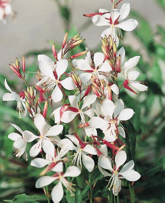 Gaura The Bride - winter hardy perennial to zone 5 - Gaura lindheimeri