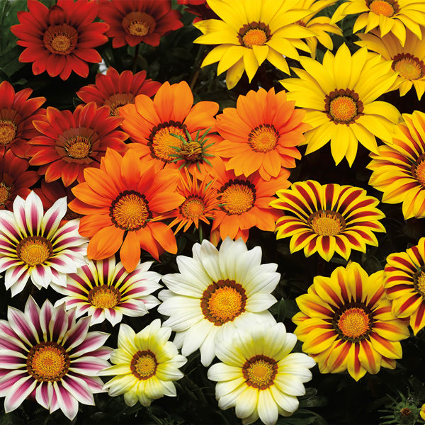 Gazania Big Kiss Mix flowers