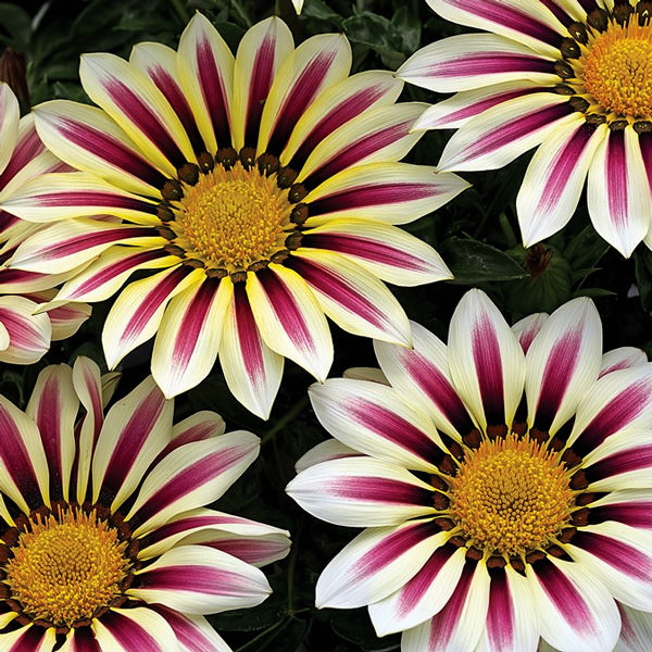 Gazania Big Kiss White Flame flowers