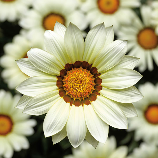 Big Kiss White gazania Gazania Big Kiss White flowers