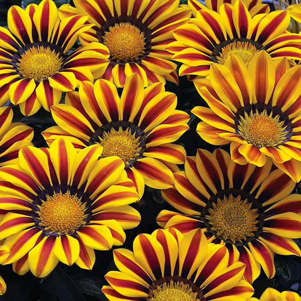 Gazania Big Kiss Yellow Flame flowers