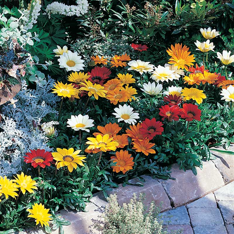 Gazoo Formula Mix gazania Gazania Gazoo Formula Mix flowers