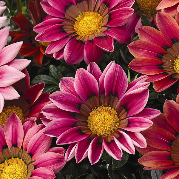 Kiss Rose gazania