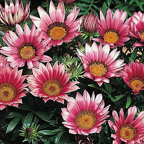 Gazania Kiss Rose flowers