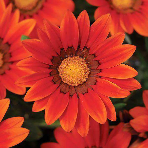 Gazania New Day Bronze Shades flowers