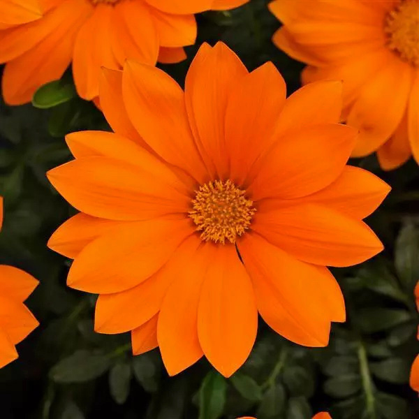 Gazania New Day Clear Orange