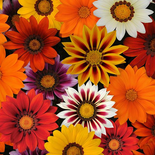 New Day Mixture gazania Gazania New Day Mixture flowers