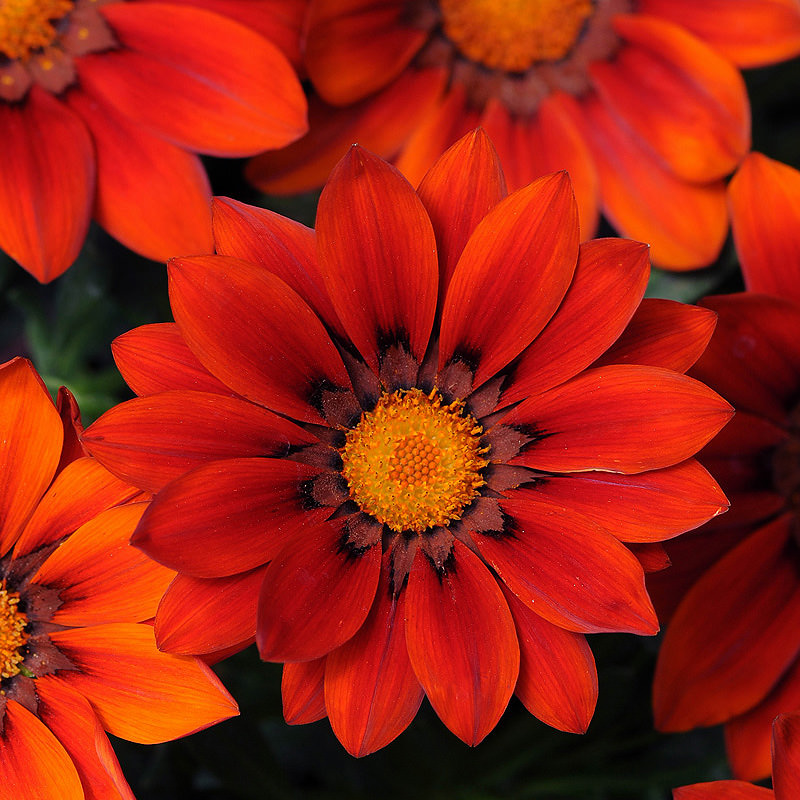 Gazania New Day Red Shades flowers