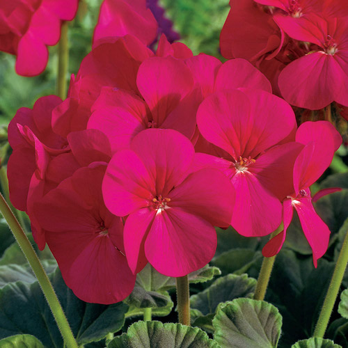 Geranium BullsEye Cherry