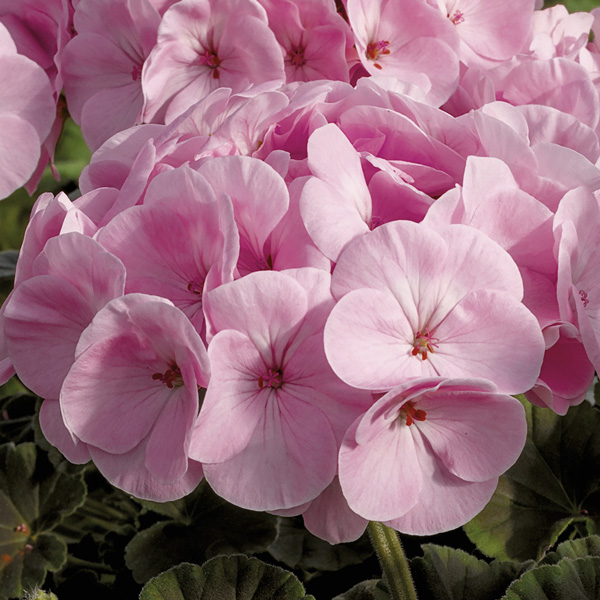 Geranium BullsEye Light Pink