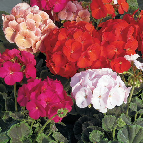 BullsEye Mix geranium Geranium BullsEye Mix