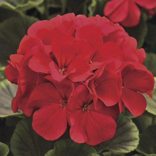 Geranium BullsEye Red