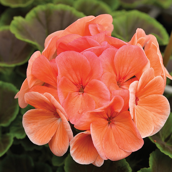 BullsEye Salmon geranium Geranium BullsEye Salmon