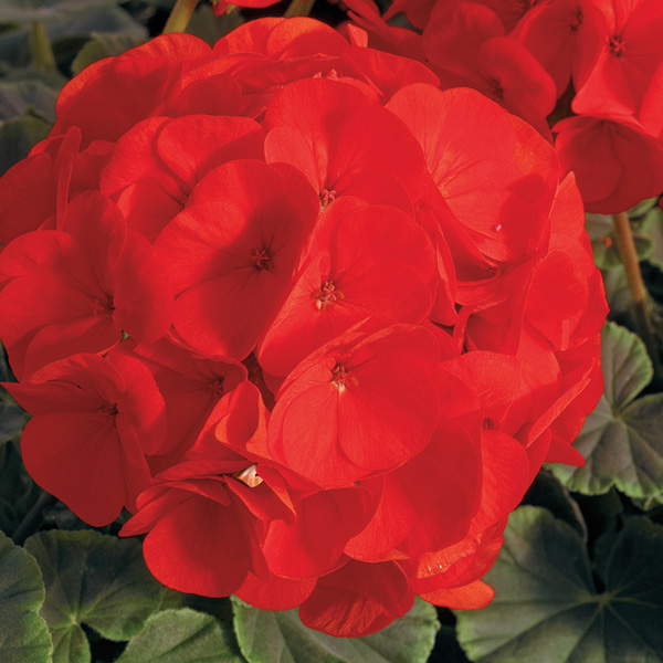 Geranium BullsEye Scarlet