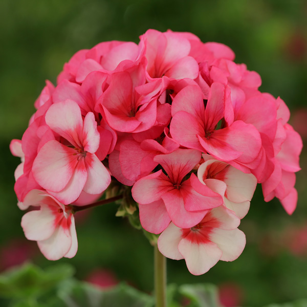 Geranium Seeds Geraniums Swallowtail Garden Seeds Geranium Seeds Geraniums Swallowtail Garden Seeds