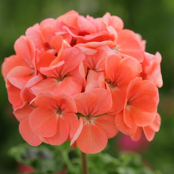 Horizon Deep Salmon geranium Geranium Horizon Deep Salmon