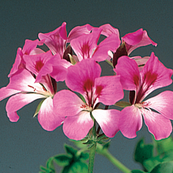 Ivy Geranium Tornado Bicolor Duet flowers