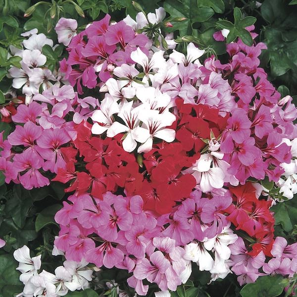 Ivy Geranium Tornado Mix flowers