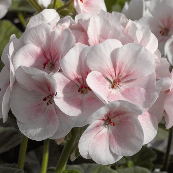 Maverick Appleblossom geranium Geranium Maverick Appleblossom