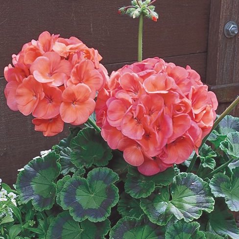 Maverick Coral geranium Geranium Maverick Coral