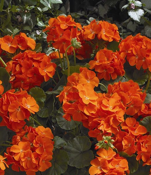 Maverick Orange geranium Geranium Maverick Orange