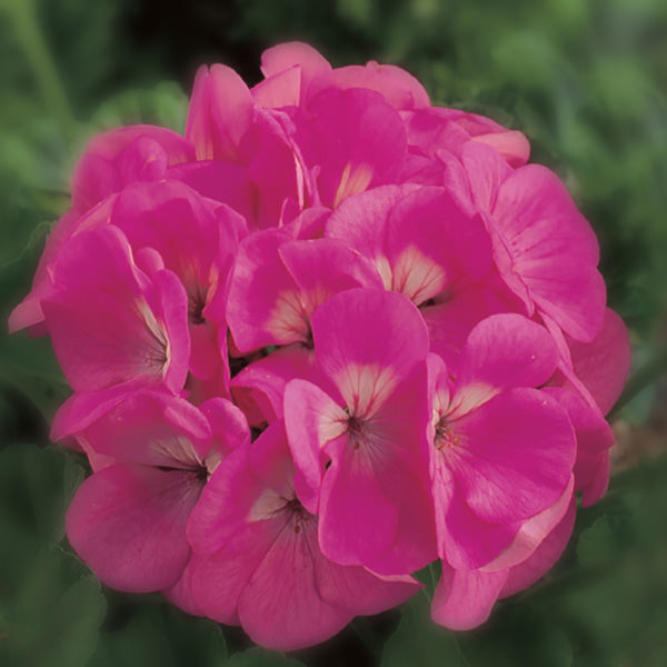 Geranium Maverick Pink