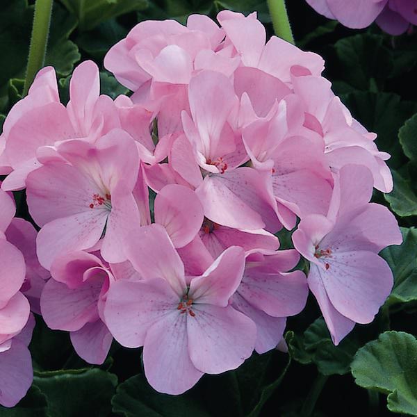 Maverick Quicksilver geranium Geranium Maverick Quicksilver