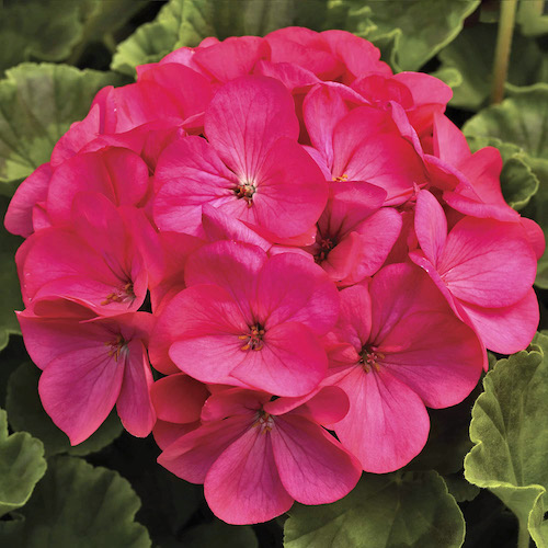 Geranium Maverick Rose