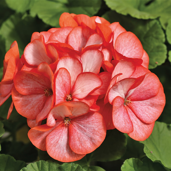 Geranium Maverick Scarlet Picotee