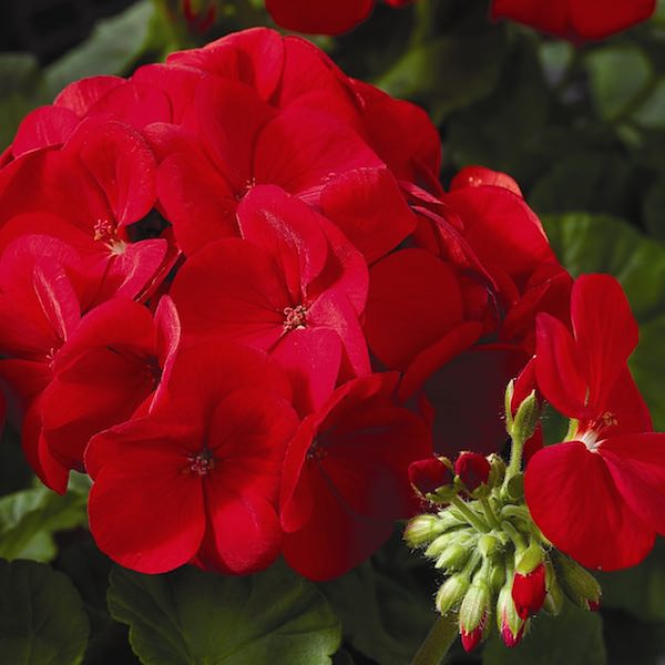 Maverick Scarlet geranium Geranium Maverick Scarlet