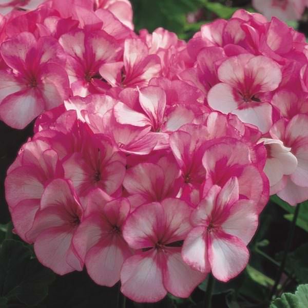 Maverick Star geranium Geranium Maverick Star