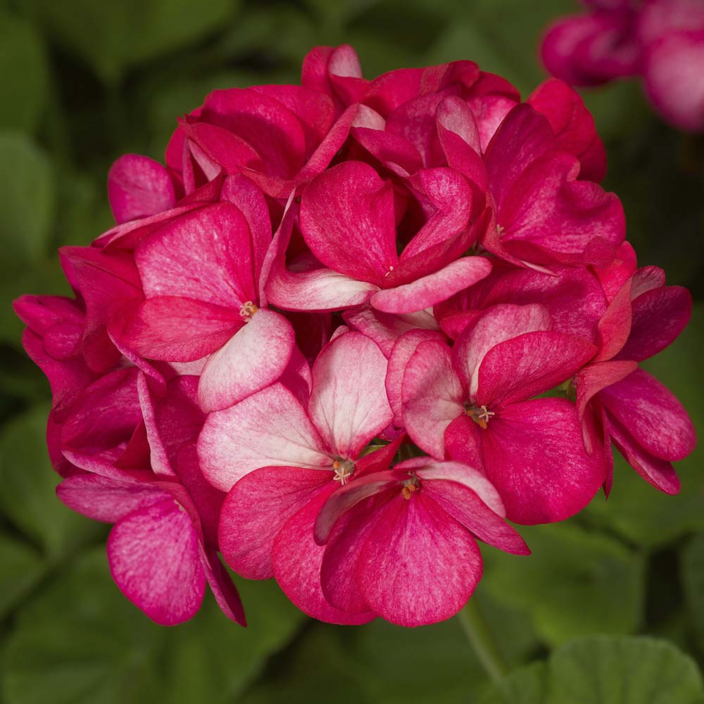 Geranium Maverick Violet Picotee Seeds