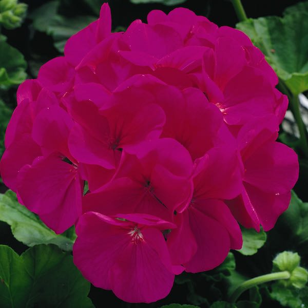 Maverick Violet geranium Geranium Maverick Violet