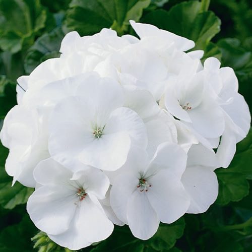 Maverick White geranium Geranium Maverick White
