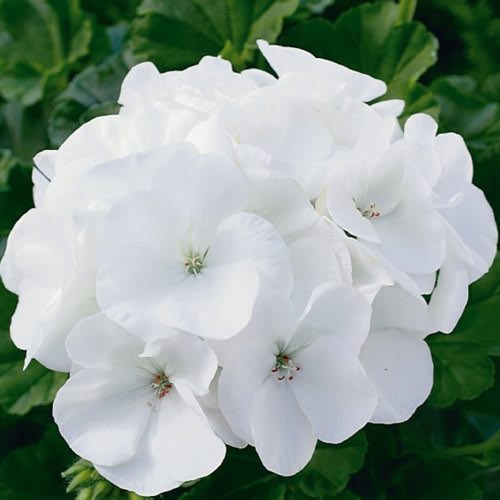 Geranium Maverick White