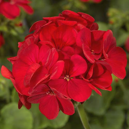 Geranium Multibloom Red Seeds