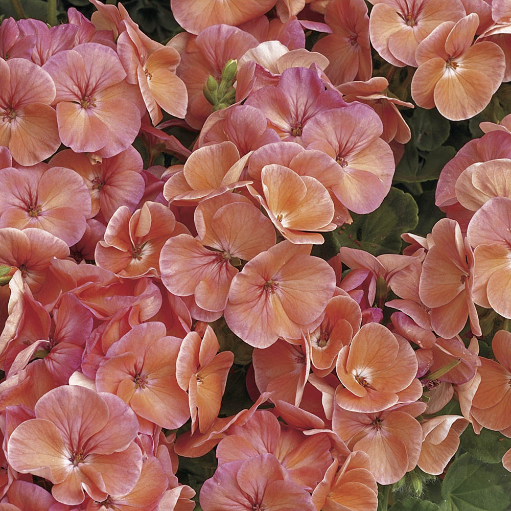 Geranium Multibloom Salmon