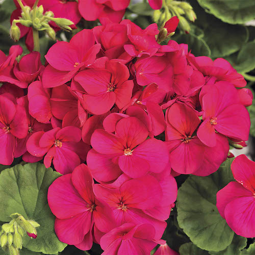 Geranium Multibloom Violet