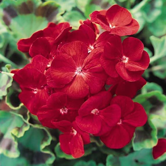 Ringo Deep Scarlet geranium Geranium Ringo Deep Scarlet