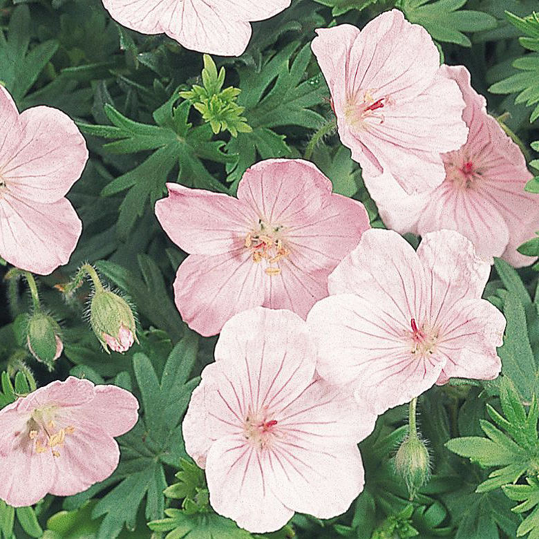 Vision Light Pink geranium Vision Light Pink Geranium sanguineum