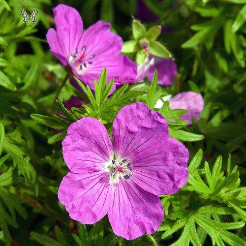 Vision Violet geranium